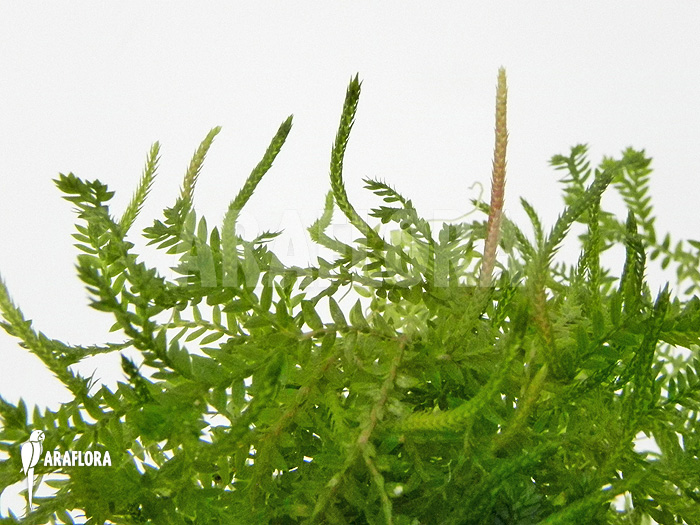 Selaginella species Costa Rica