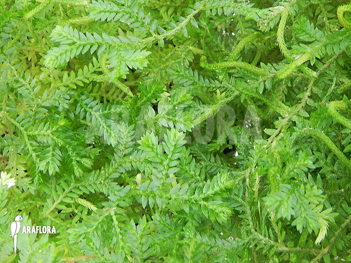 Selaginella species Costa Rica