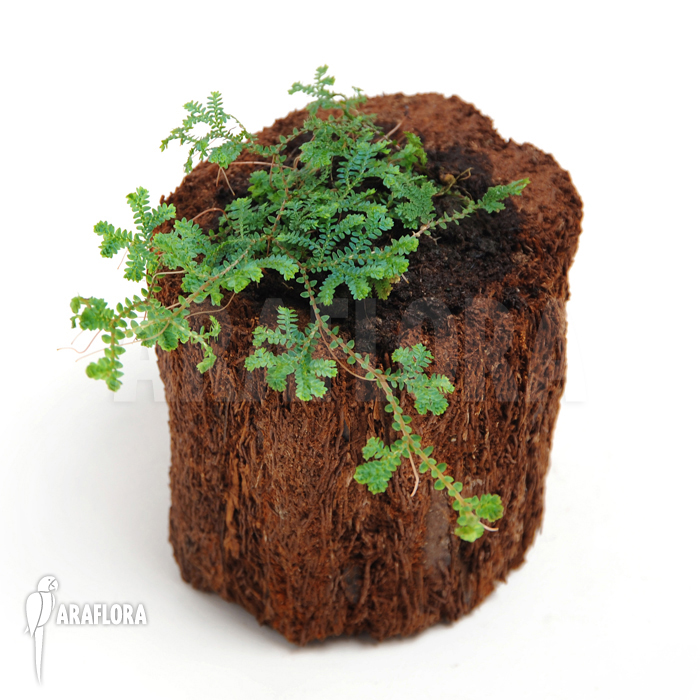 Selaginella uncinata