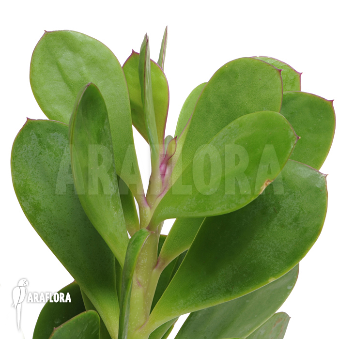 Senecio crassissimus