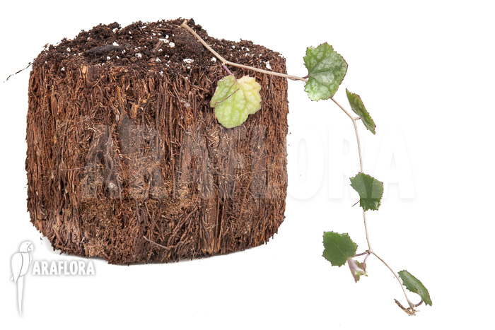 Senecio mikanioides ‘Starter’