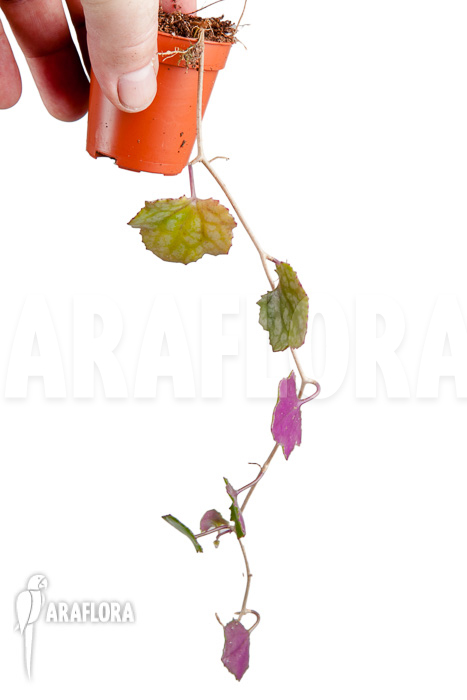 Senecio mikanioides ‘Starter’