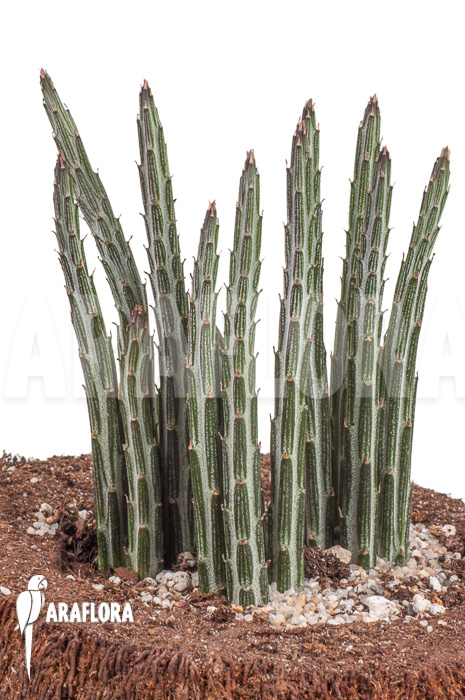 Senecio stapeliaeformis