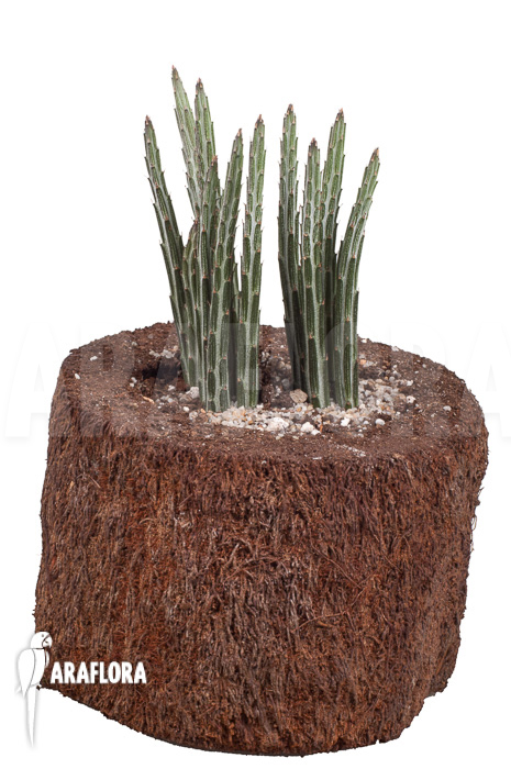 Senecio stapeliaeformis