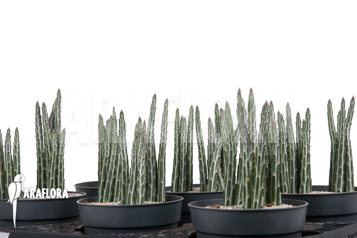 Senecio stapeliaeformis