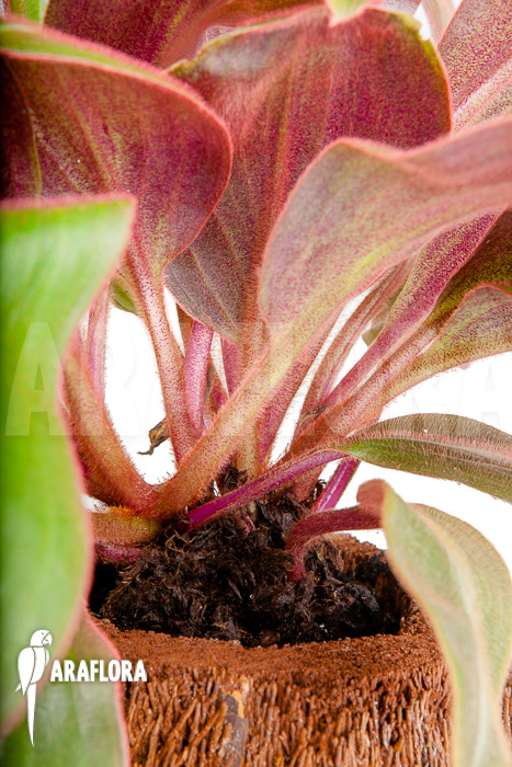 Siderasis fuscata