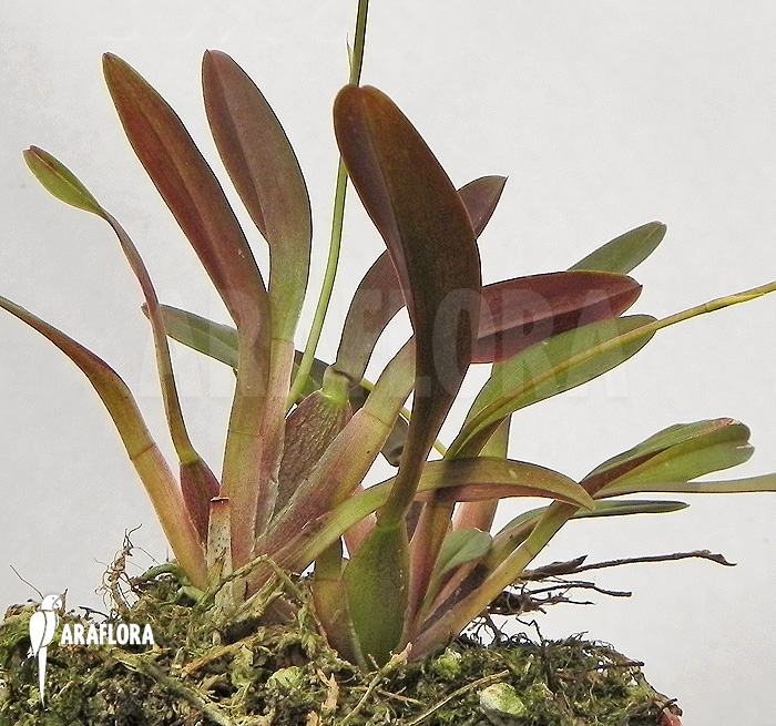 Sigmatostalix picta ‘Ecuador’