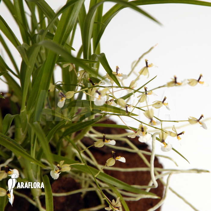 Sigmatostalix radicans