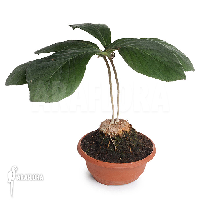 Sinningia leucotricha