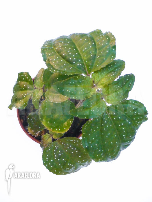 Sonerila margaritacea