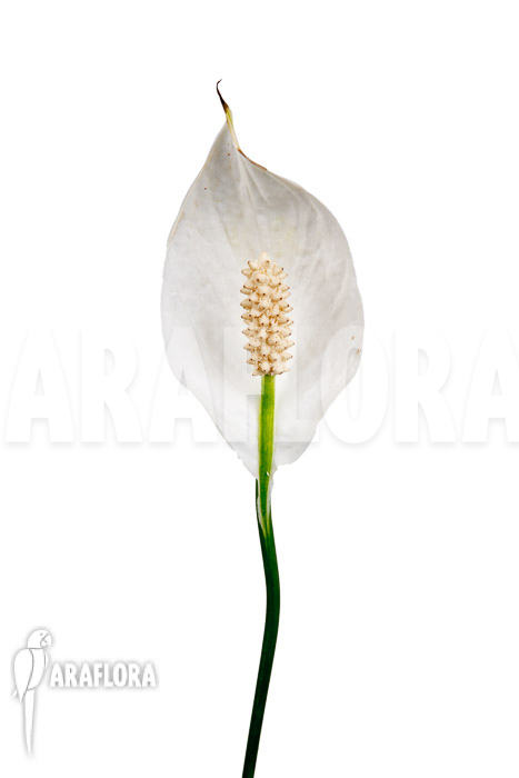 Spathiphyllum variagated ‘WB’