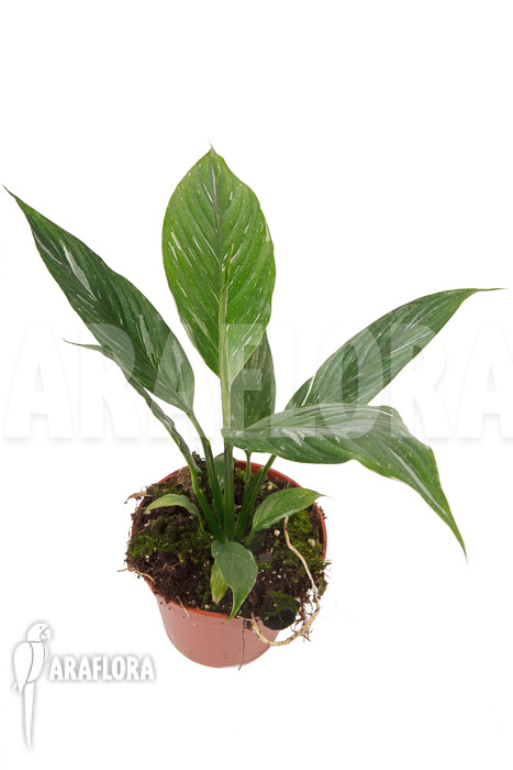Spathiphyllum variagated ‘WB’