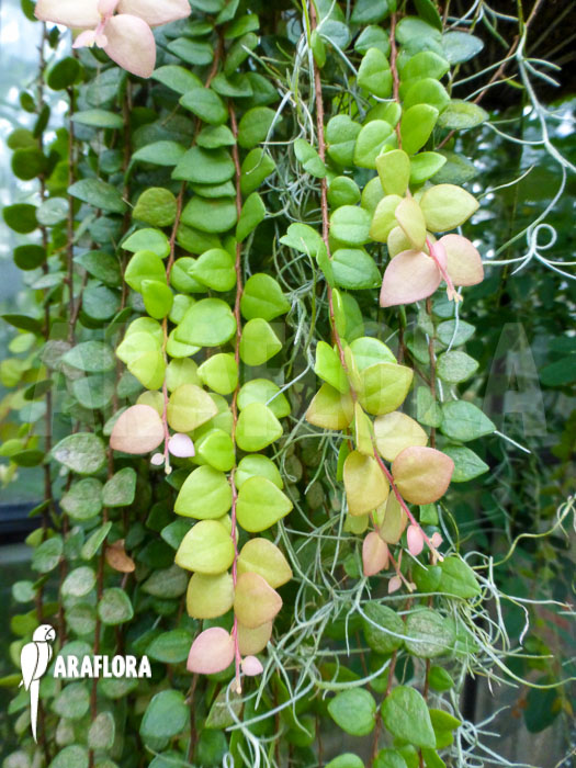 Sphyrospermum species Ecuador