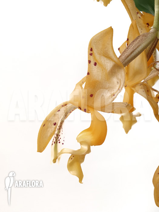 Stanhopea connata