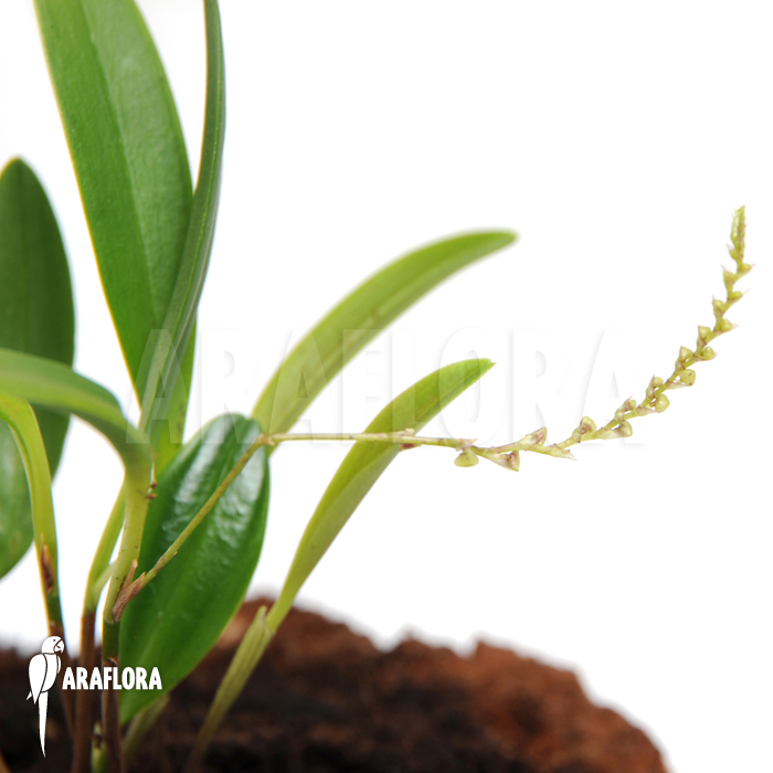 Stelis ‘Species A ‘Costa Rica’