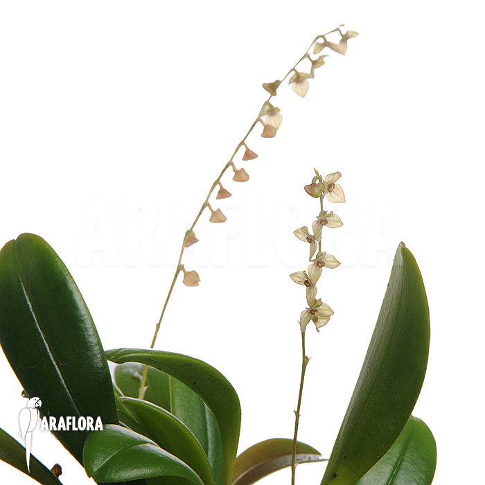 Stelis ‘Species B ‘Costa-Rica’