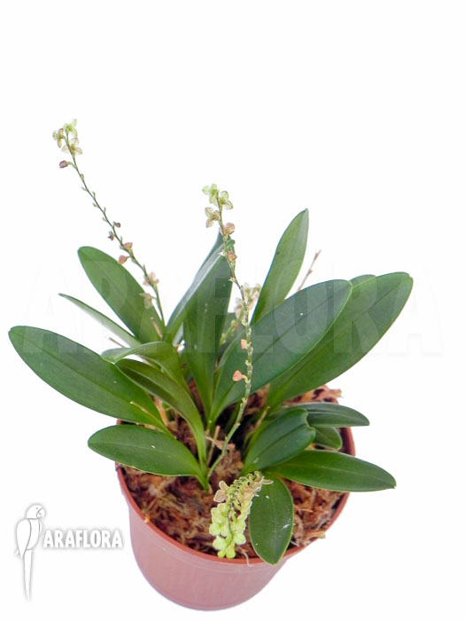 Stellis species no 17