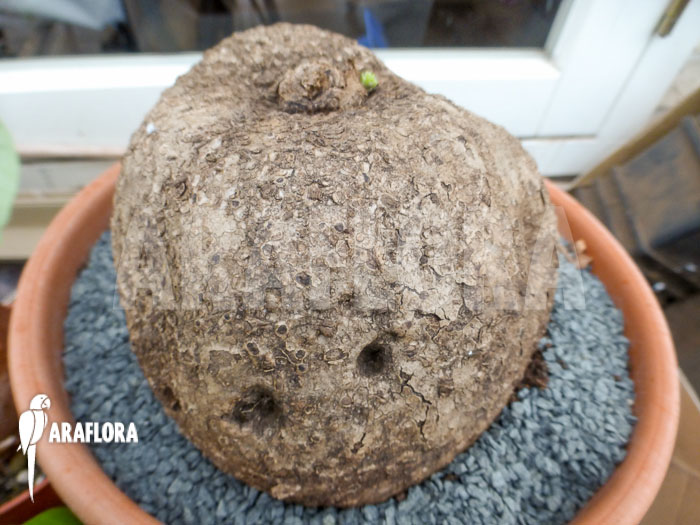 Stephania cepharantha