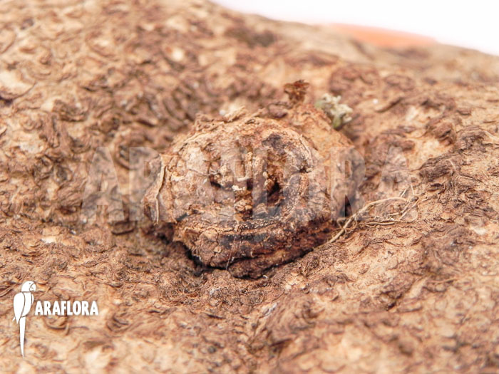 Stephania cepharantha