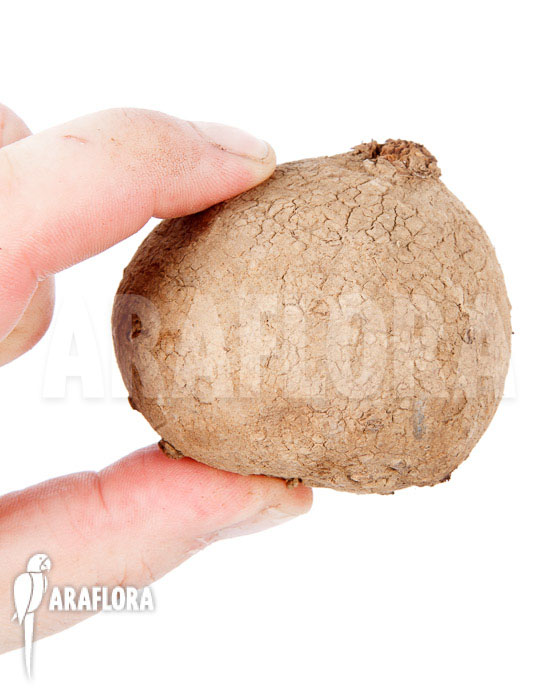 Stephania erecta ‘L’