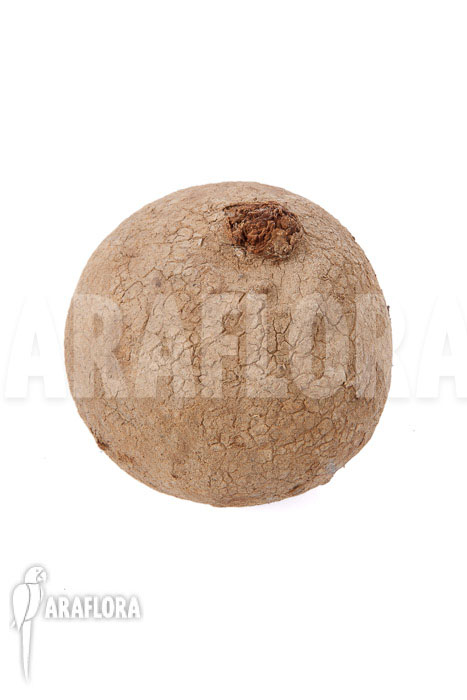 Stephania erecta ‘L’