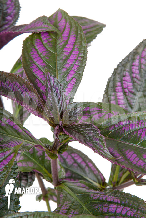 Strobilanthes dyerianus