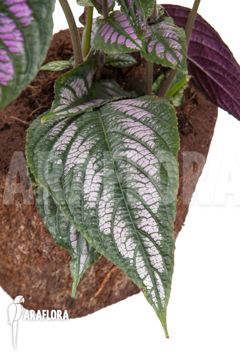 Strobilanthes dyerianus