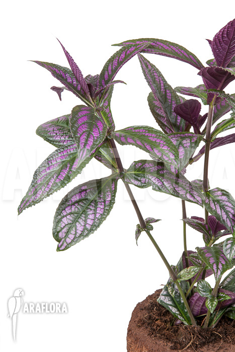 Strobilanthes dyerianus