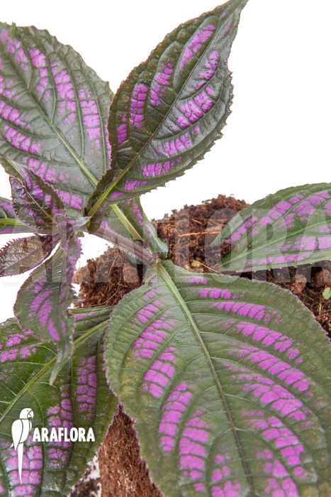 Strobilanthes dyerianus