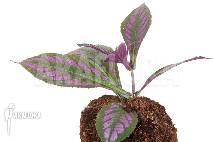 Strobilanthes dyerianus ‘Starter’