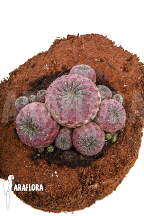 Sulcorebutia rauschii