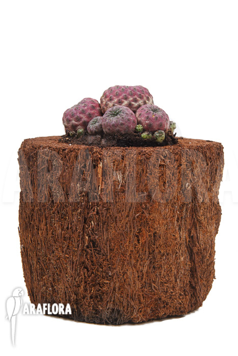 Sulcorebutia rauschii