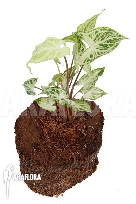 Syngonium ‘Batik’