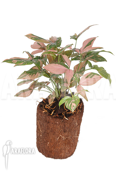 Syngonium ‘Red Spot’