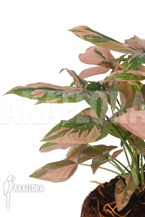 Syngonium ‘Red Spot’