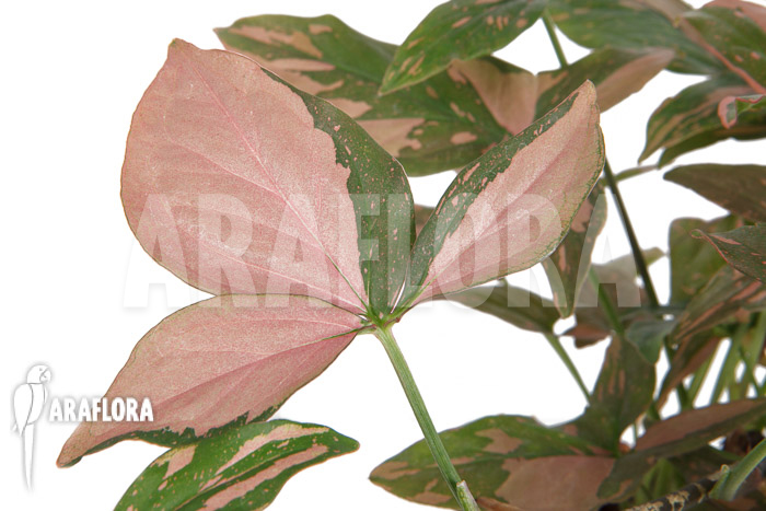 Syngonium ‘Red Spot’