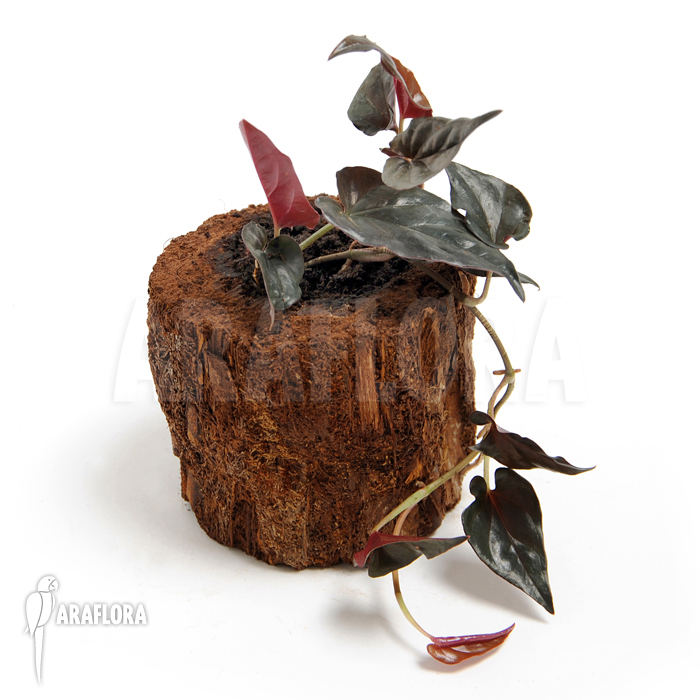 Syngonium erythrophyllum