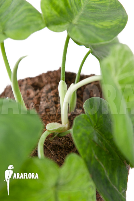 Syngonium macrophyllum