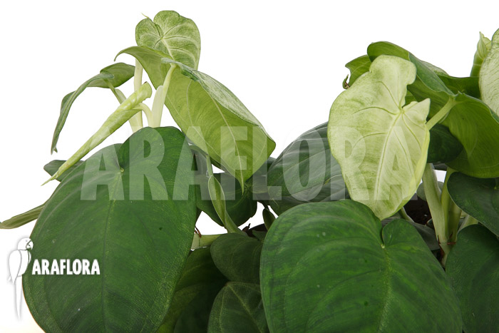 Syngonium macrophyllum ‘Frosted heart’