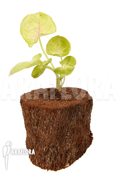 Syngonium podophyllum ‘Baru’