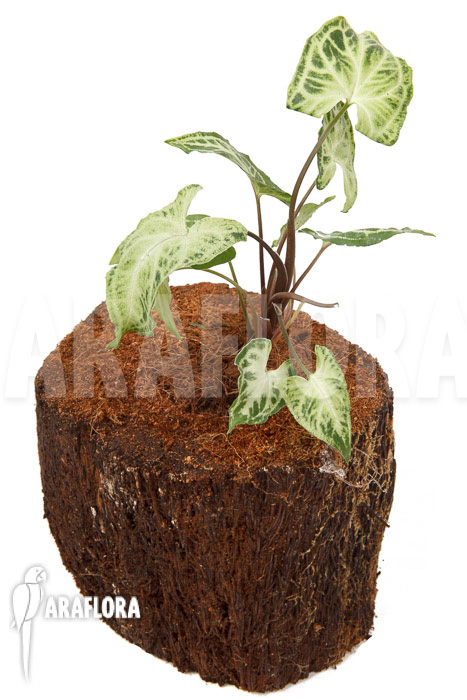 Syngonium ‘Glo go’