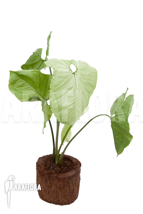 Syngonium podophyllum Moonshine