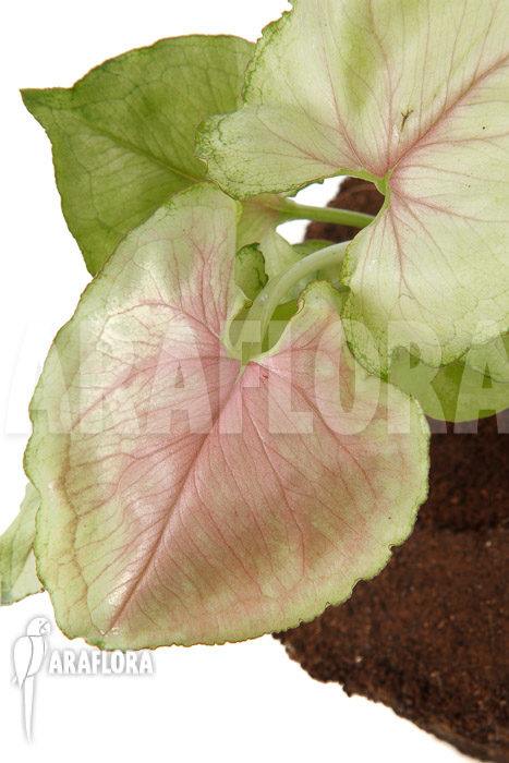 Syngonium podophyllum ‘Pink Line’
