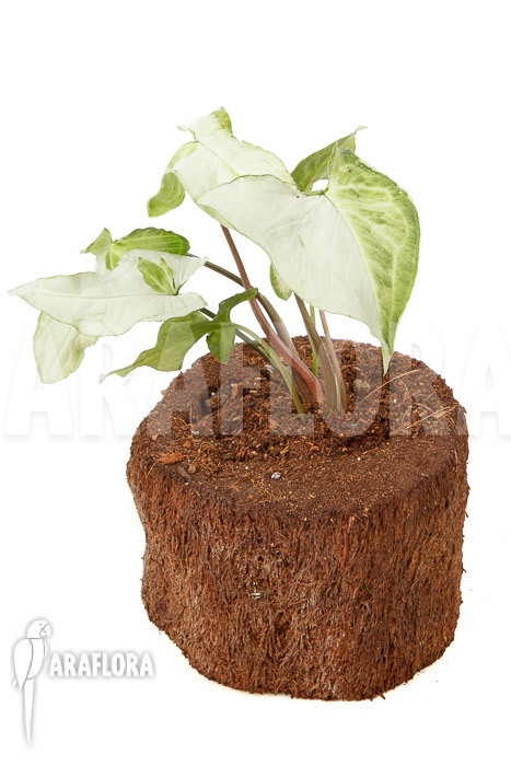 Syngonium podophyllum ‘Three Kings’