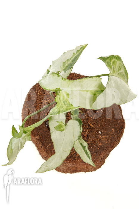 Syngonium podophyllum ‘Three Kings’