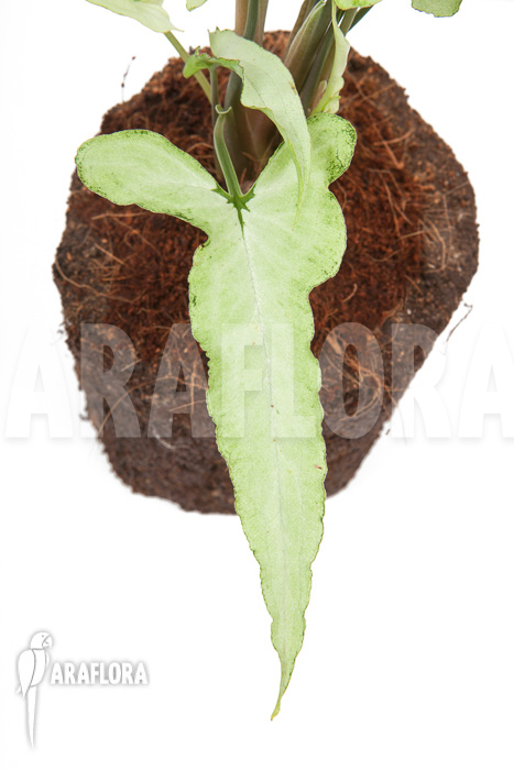 Syngonium podophyllum arrow