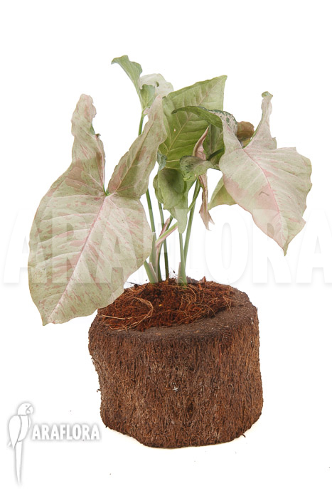 Syngonium podophyllum pink variegated