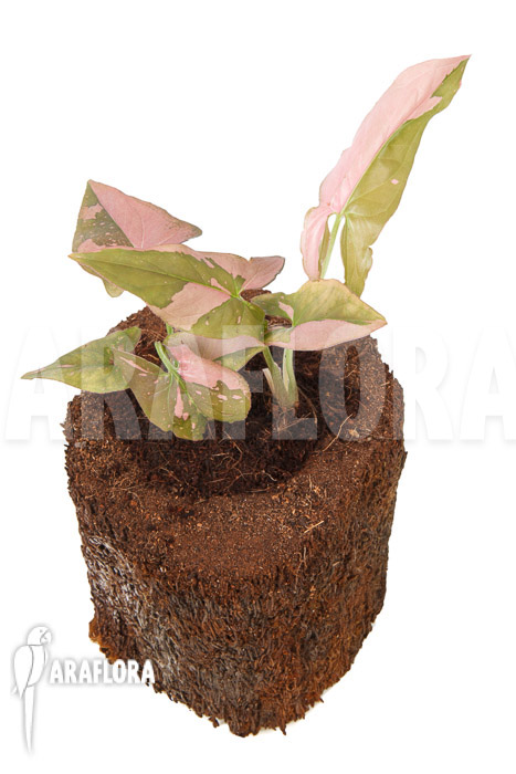 Syngonium podophyllum ‘red spot’ Type B