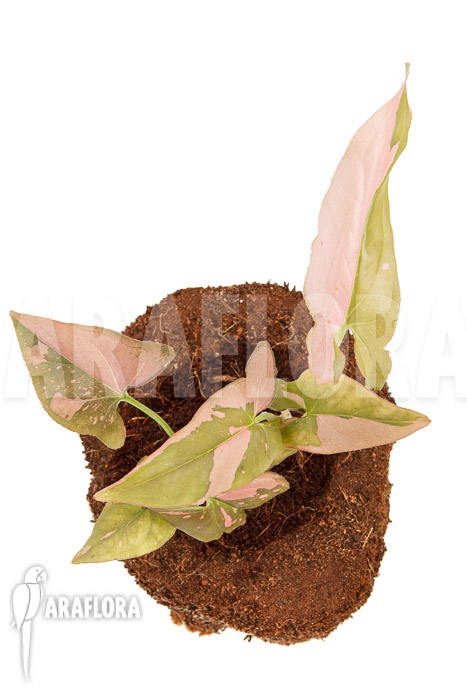 Syngonium podophyllum ‘red spot’ Type B