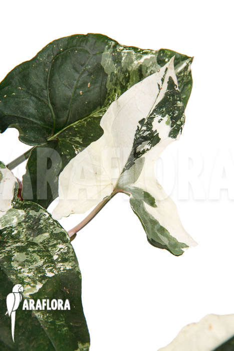 Syngonium podophyllum variegated